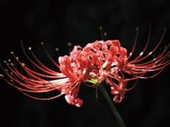 피어난 꽃은 반드시 시든다.