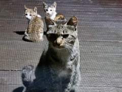 속사재(束沙齋) 이야기 27