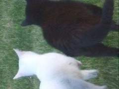 자신을 부정하는 먼지에게,