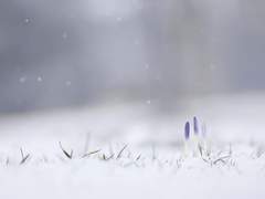 [순종적인 유산/재호리우] 양과분비 兩寡分悲