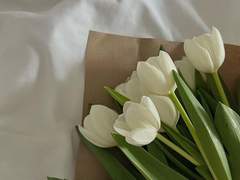 순정의 미학에는 언제나 여름이