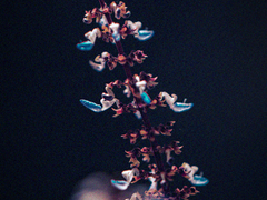 푸른 독초 BLUE VENOM 17