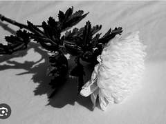 진혼곡(레퀴엠)