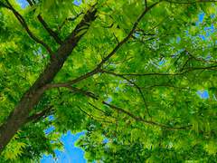 [태웅태섭] 엷은 여름