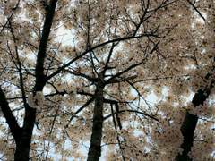 [백호태섭] 마음의 모양은 들꽃