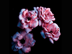 [화산귀환/드림] 당가의 첫사랑 (당보편)