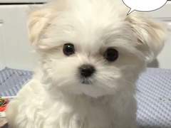 플랫폼 고르는 방법