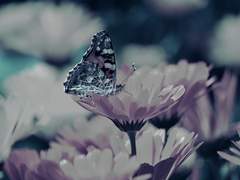 환영 <스나쿠도>