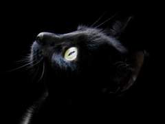 벽 속에서 들려오는 기괴한 소리-