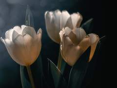 [화산귀환 드림] 꿈에서 깬 이후, 청명 도장에게 추궁 당합니다