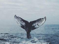 🌊타입 안내🌊