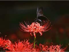 화피 :: 畫皮 . 二