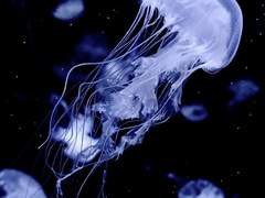 물결 랑에 흩어질 만.