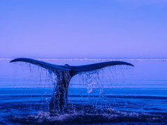 바다에 빠진 파도