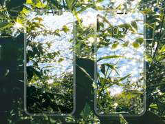 나무 사이로 가득 찬 빛