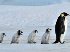 [창궁+고죠나나] 얼음길 걷기