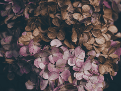 인공호흡 <노다카부>