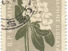 달리아의 꽃말이 무언지