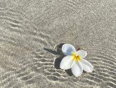 Dorothy -도로시 (신이 내린 선물)