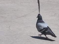 despair 팀 마코 및 설정