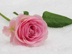 ♡*_おねがいします, ■■■■...-