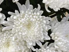 국화 <코바야시 유키사다>