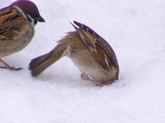 부대장님들이 메이드카페를 열어줌