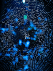 [블리치] 옭아매는 거미줄