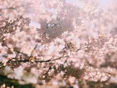 봄 단풍, 그리고 꽃길