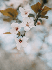 [화산귀환] 조각글(NCP) 모음