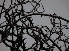 [알파레이] 사랑, 결국은 저주였다.