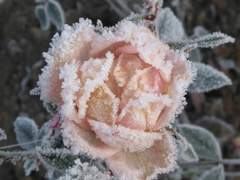 베일 / 671 / XY / 포인세티아