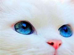 (민챙)우리집 고양이는 복슬고양이