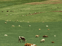 延世大学から交換留学するには