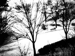 [살인성애자]54-포인세티아(poinsettia)