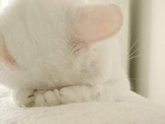 [스위트홈] 차원이동물인데, 센가물을 곁들인 1