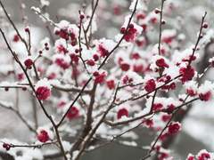 비설 속에서 홍매화가 피어나니.