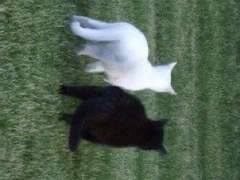 색을 보지 못하는 나에게