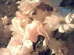 힐다, 그녀에 관하여.