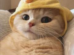 엔시티 나페스 추천 5