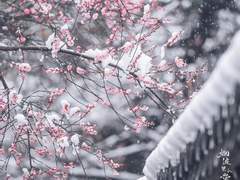 [화산귀환] 梅花萬里香 통합본 + 외전 및 후기