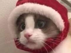 도전! 크리스마스고백작전