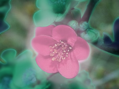 [조걸소소] 청록빛 매화