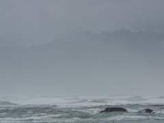 The Apple Doesn’t Fall Far from the Tree