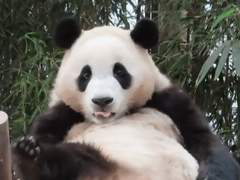 에바랜드 들튀바오 사육사 김정우