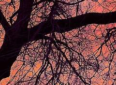 서문홍아 / 19 / XY