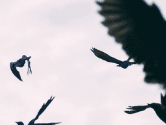 [듀랜드 노버트 / XY / 슬리데린 / 순혈]