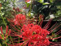 최비련 고백/자살로그.