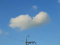 나린 (하늘에서 내린)