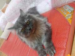 210406 우리집 애기들